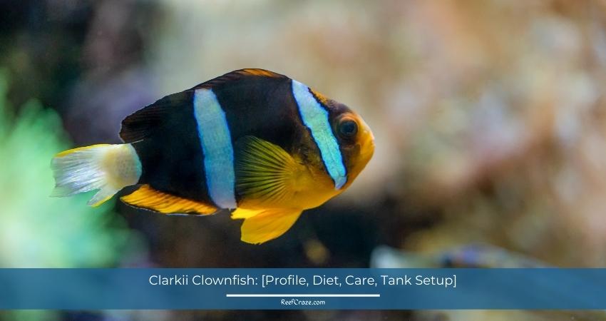 Clarkii Clownfish