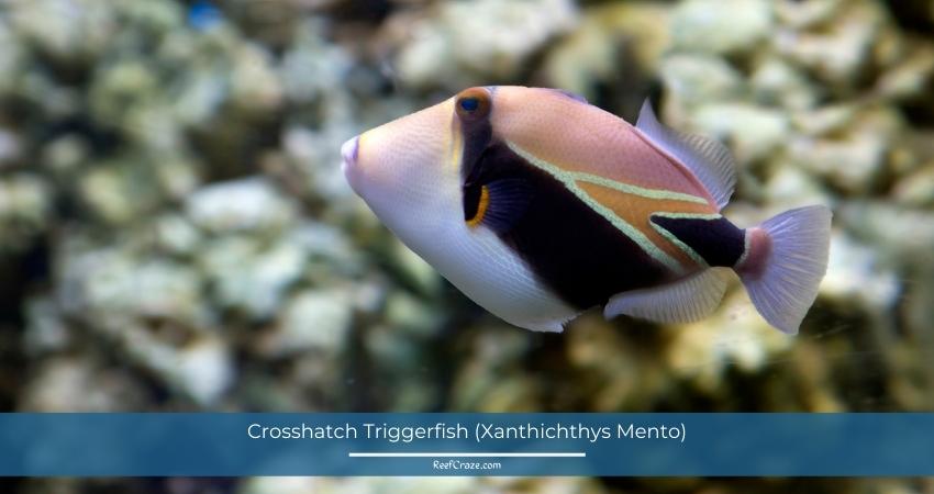 Crosshatch Triggerfish (Xanthichthys Mento)