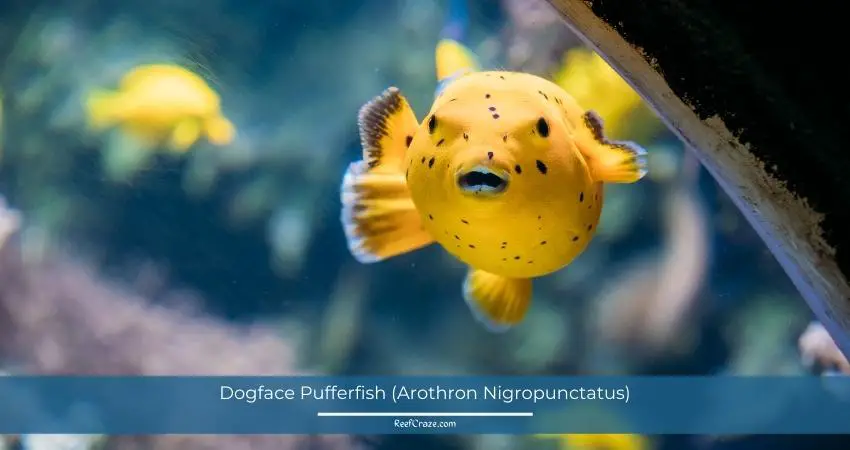 Dogface Pufferfish (Arothron Nigropunctatus)