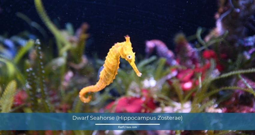 Dwarf Seahorse (Hippocampus Zosterae)
