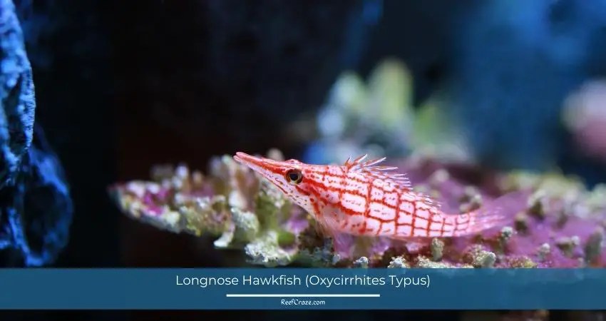 Longnose Hawkfish (Oxycirrhites Typus)
