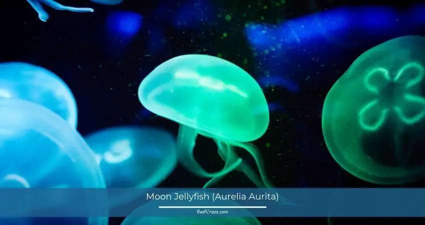 Moon Jellyfish (Aurelia Aurita)