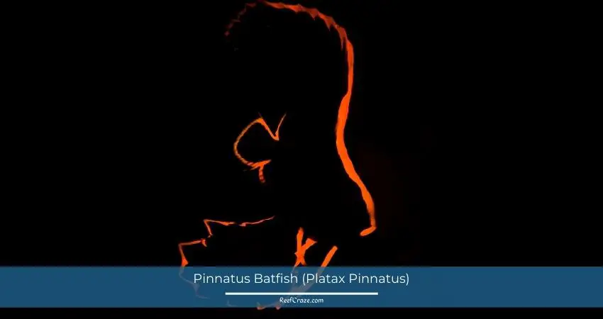 Pinnatus Batfish (Platax Pinnatus)