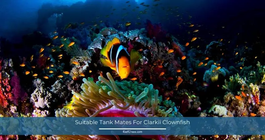 Suitable Tank Mates For Clarkii Clownfish