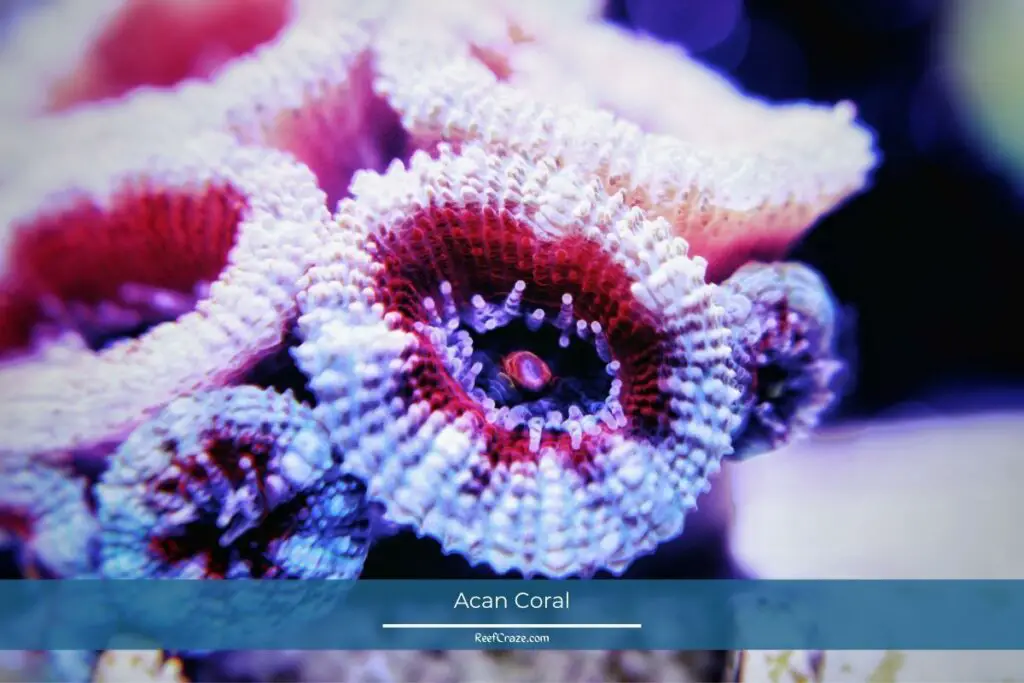 Acan Coral