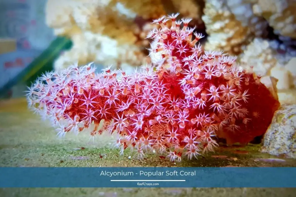 Alcyonium - Popular Soft Coral