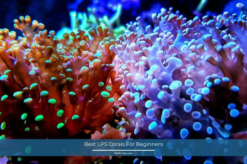 7 Best LPS Corals For Beginners Reef Craze