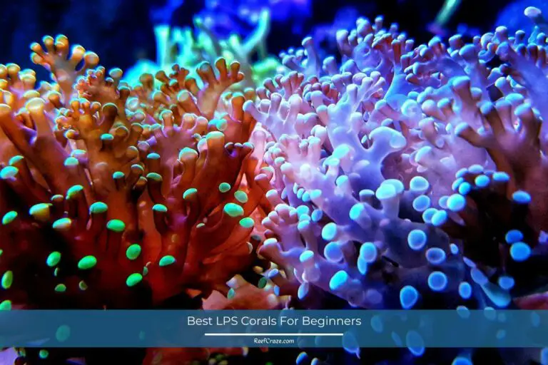 7 Best LPS Corals For Beginners