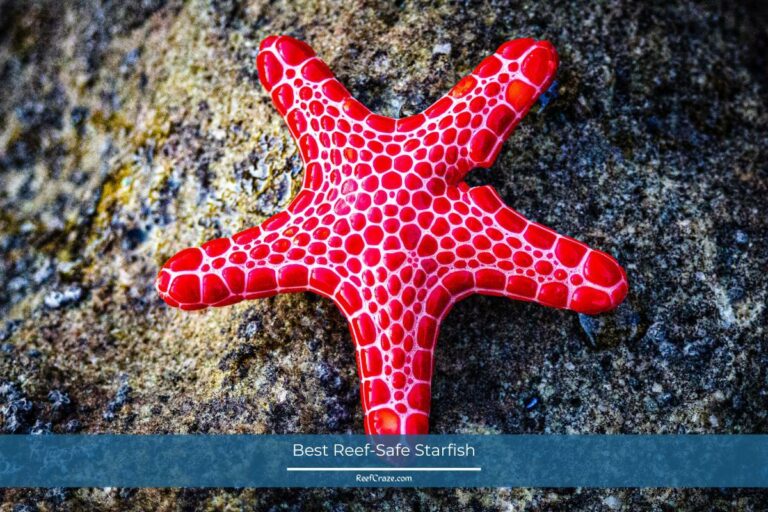 4 Best Reef-Safe Starfish And The Ones You Should Avoid