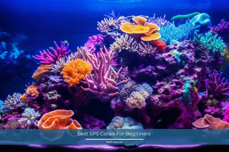 7 Best SPS Corals For Beginners