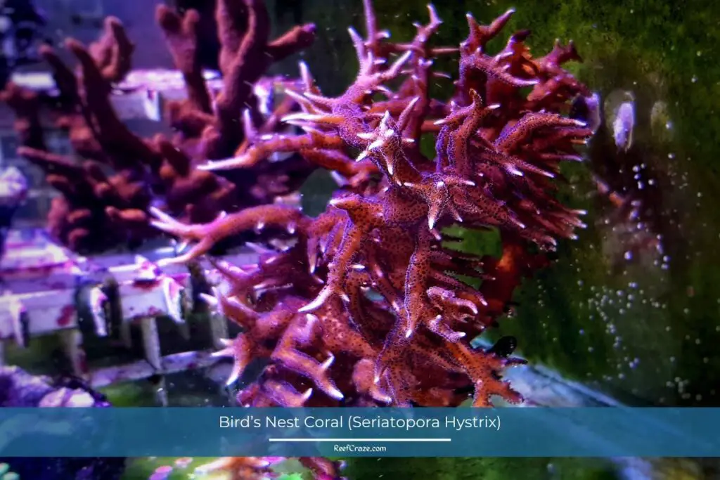 Bird’s Nest Coral (Seriatopora Hystrix)
