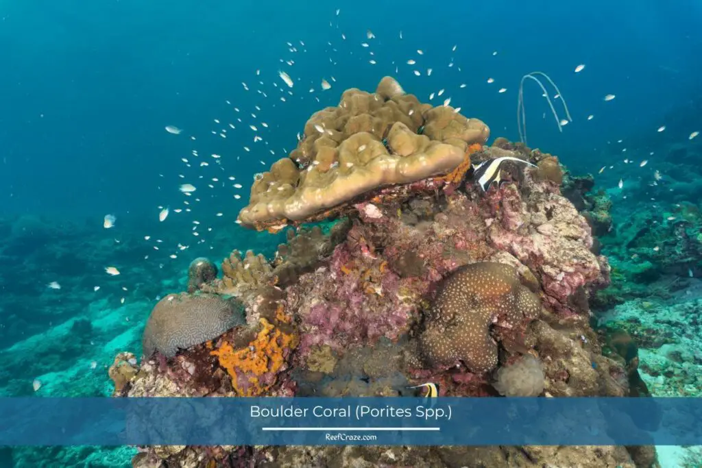 Boulder Coral (Porites Spp.)