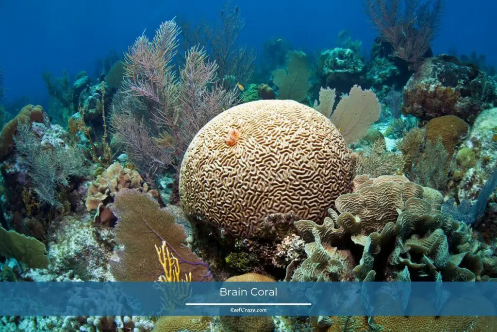 Brain Coral