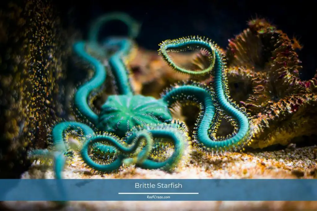 Brittle Starfish