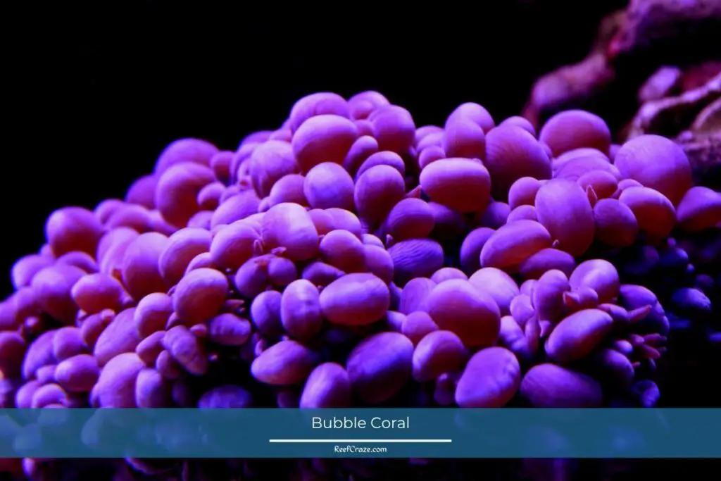 Bubble Coral