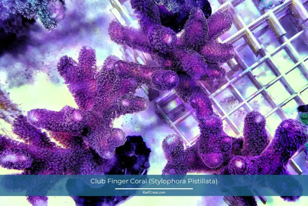 Club Finger Coral (Stylophora Pistillata)
