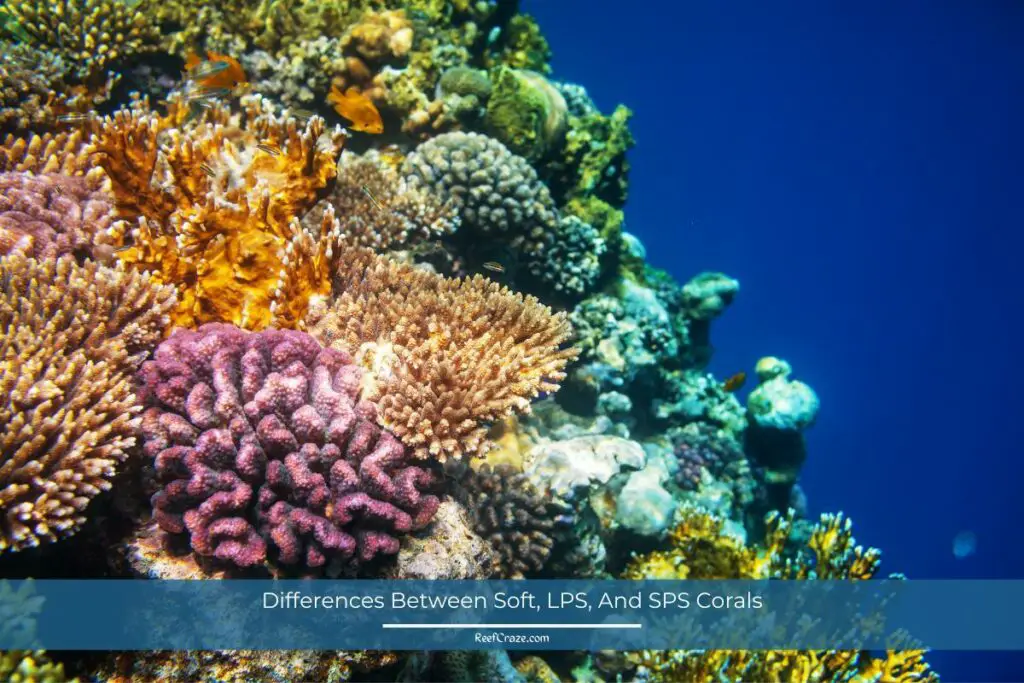 Differences Between Soft, LPS, And SPS Corals