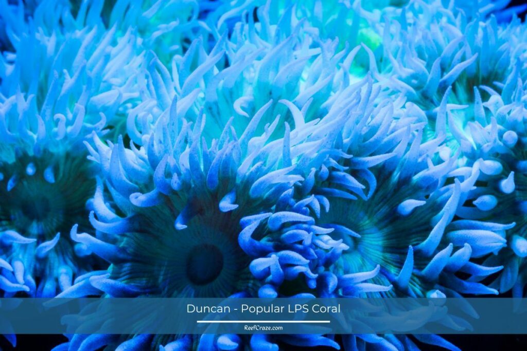 Duncan - Popular LPS Coral