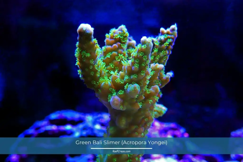 Green Bali Slimer (Acropora Yongei)