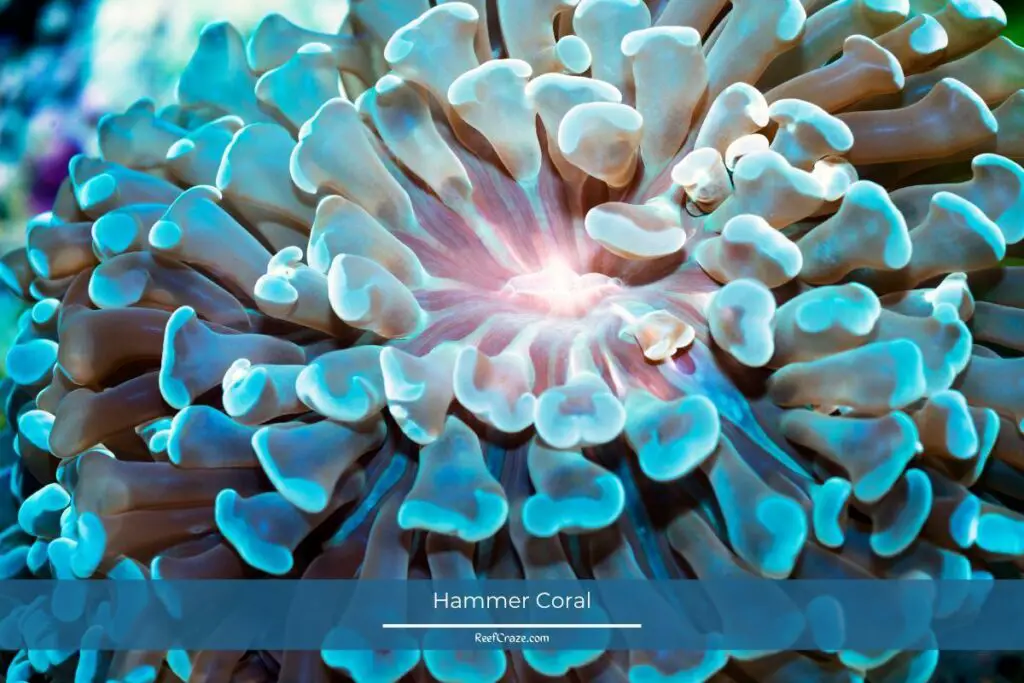 Hammer Coral