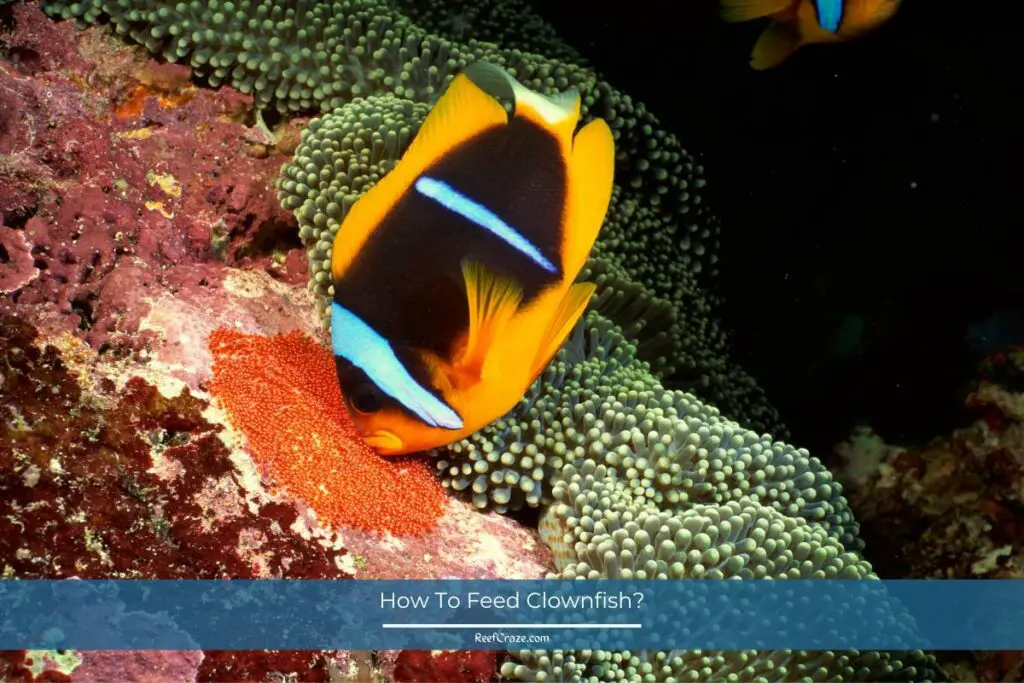 How To Feed Clownfish