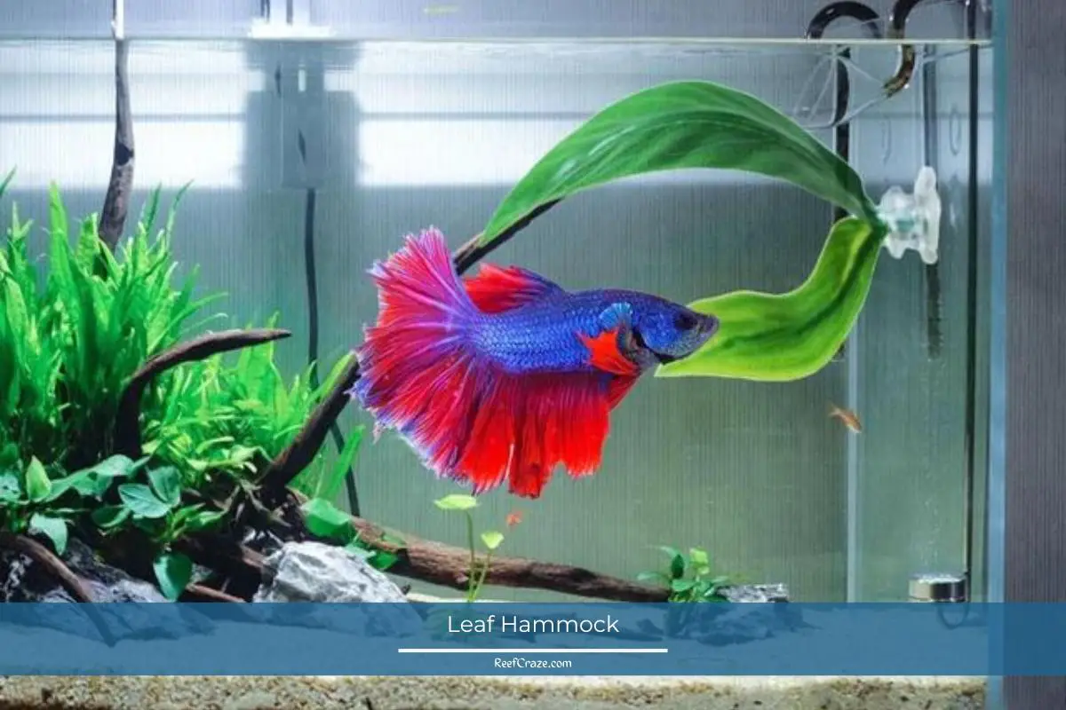 Do Fish Like Toys? Do Aquatic Creatures Engage With Toys?