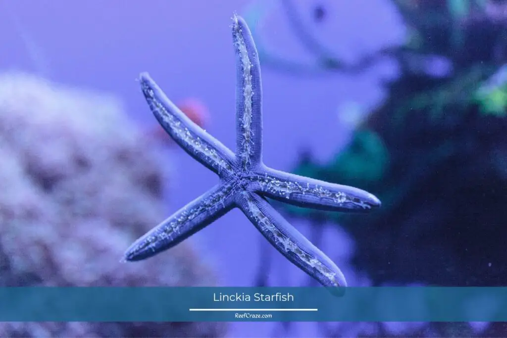 Linckia Starfish (Not Reef-Safe)