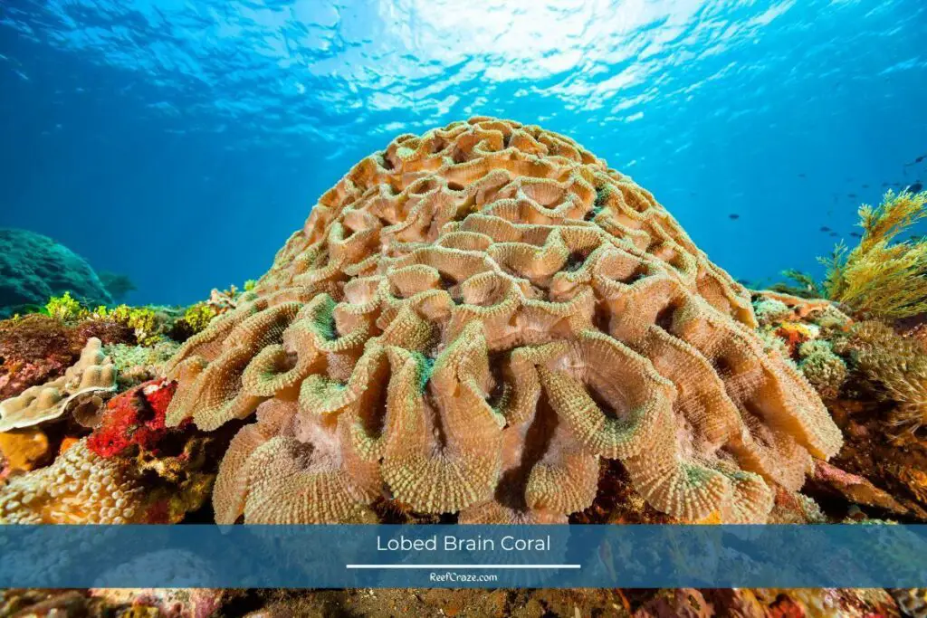 Lobed Brain Coral