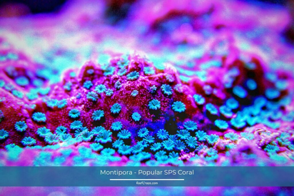 Montipora - Popular SPS Coral
