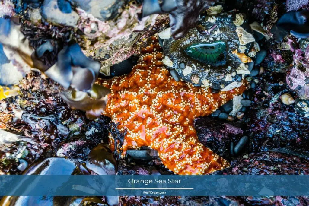 Orange Sea Star