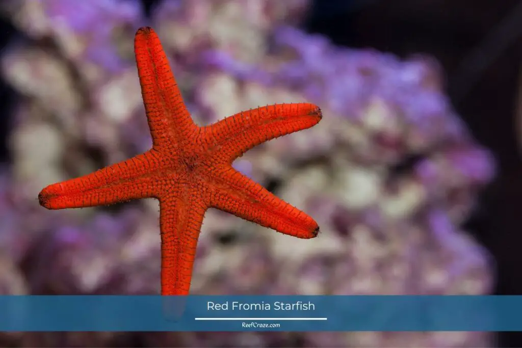 Red Fromia Starfish