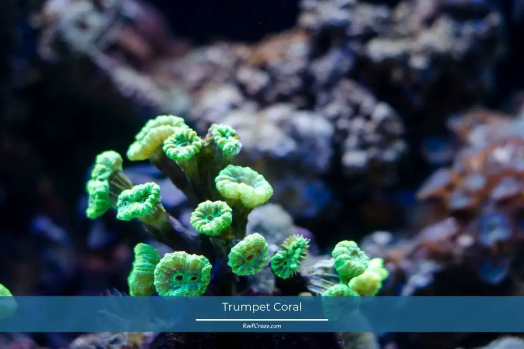 Trumpet Coral