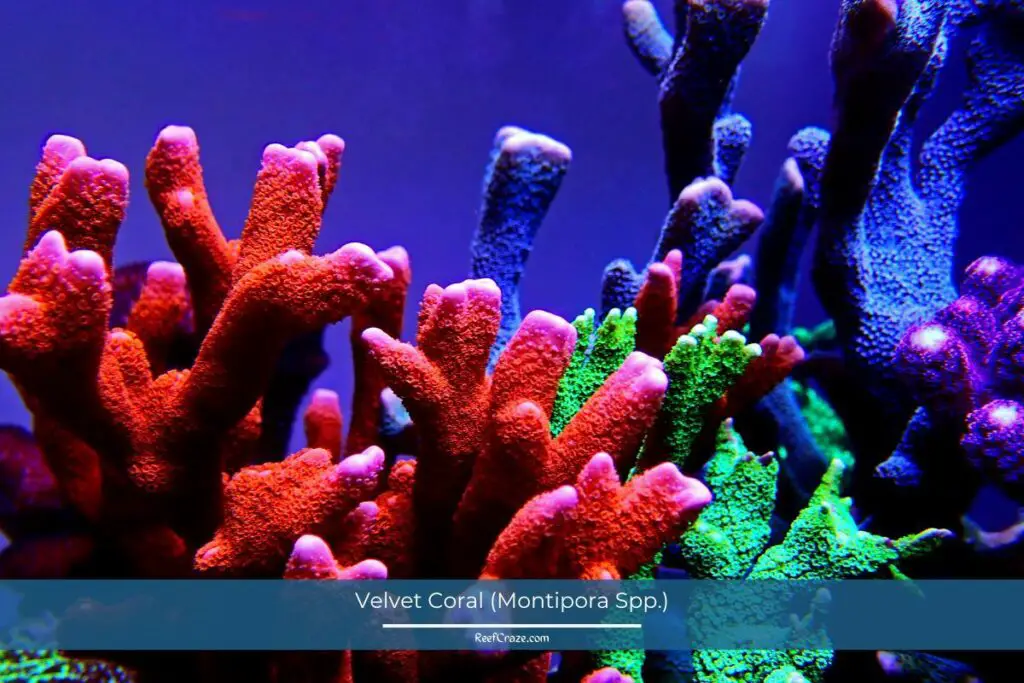 Velvet Coral (Montipora Spp.)