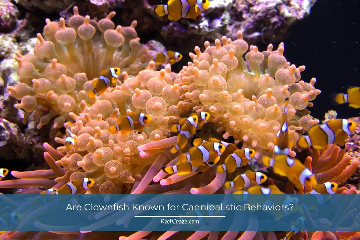 Do Clownfish Eat Their Babies? Reef Craze