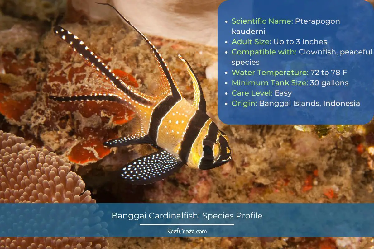 Banggai Cardinalfish Species Profile Infographic