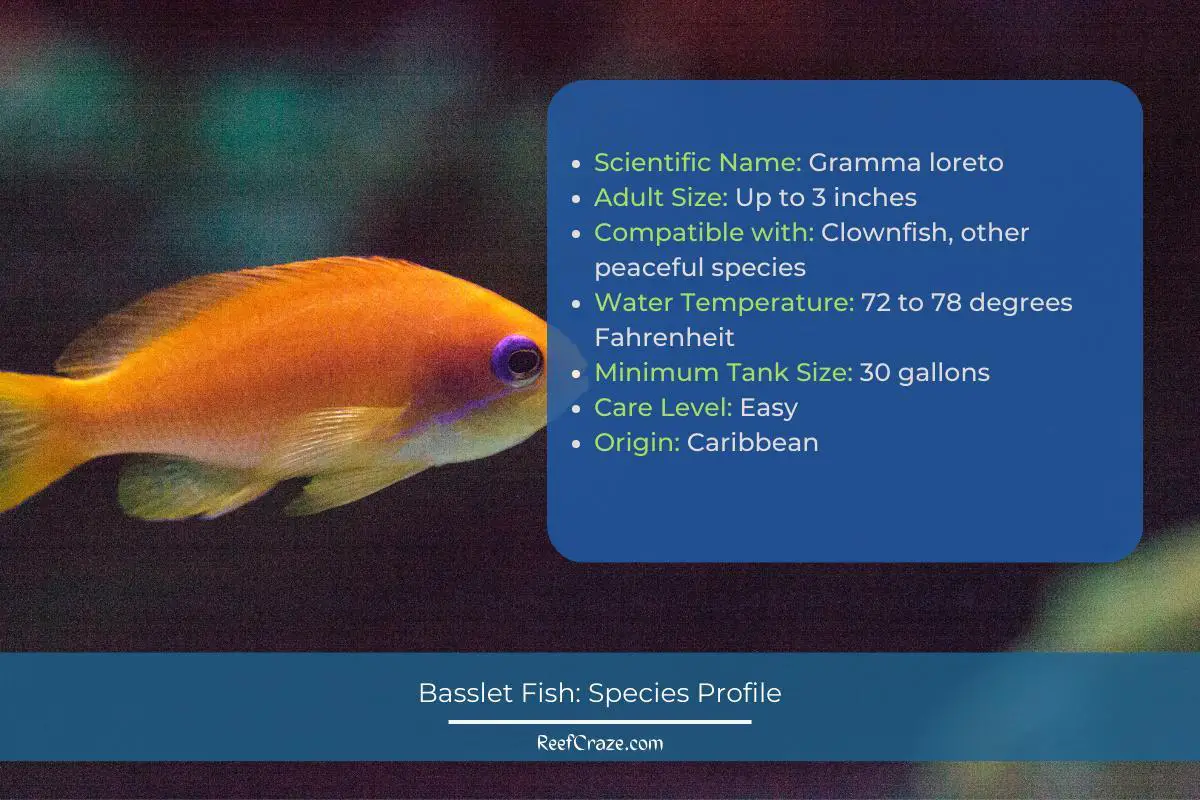 Basslet Fish Species Profile Infographic