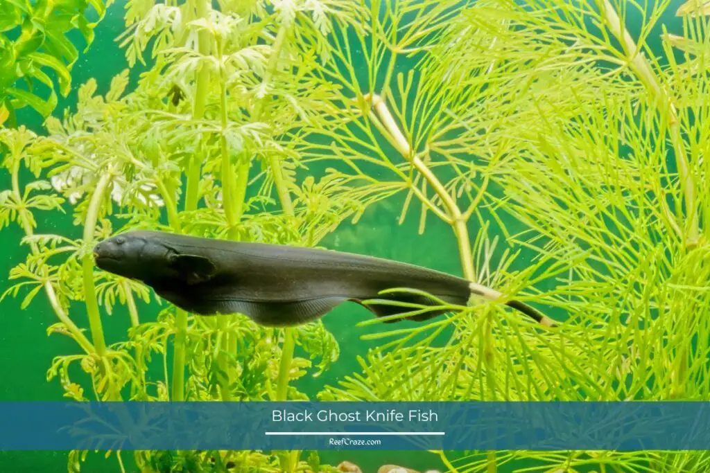 Black Ghost Knife Fish