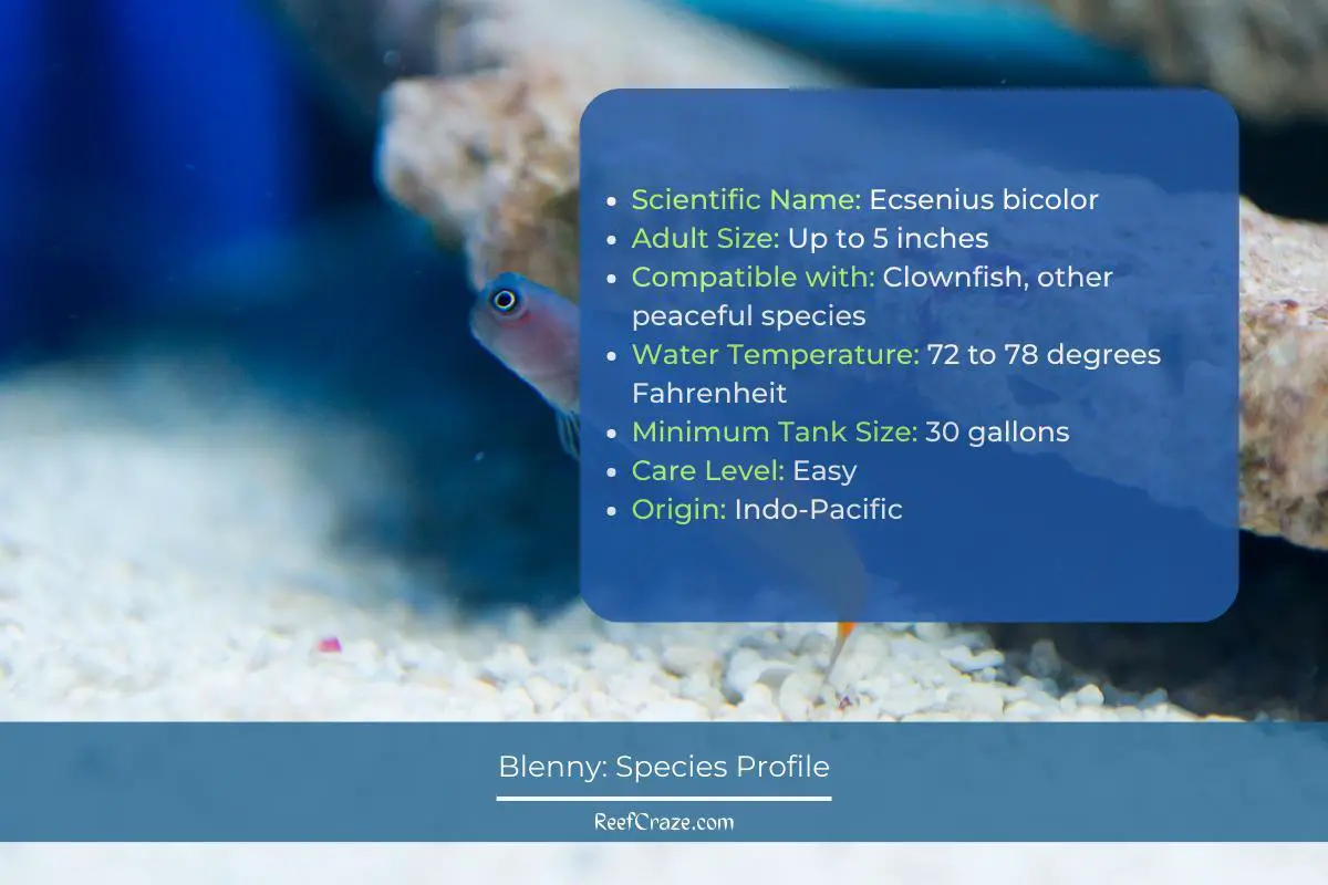 Blenny Species Profile Infographic