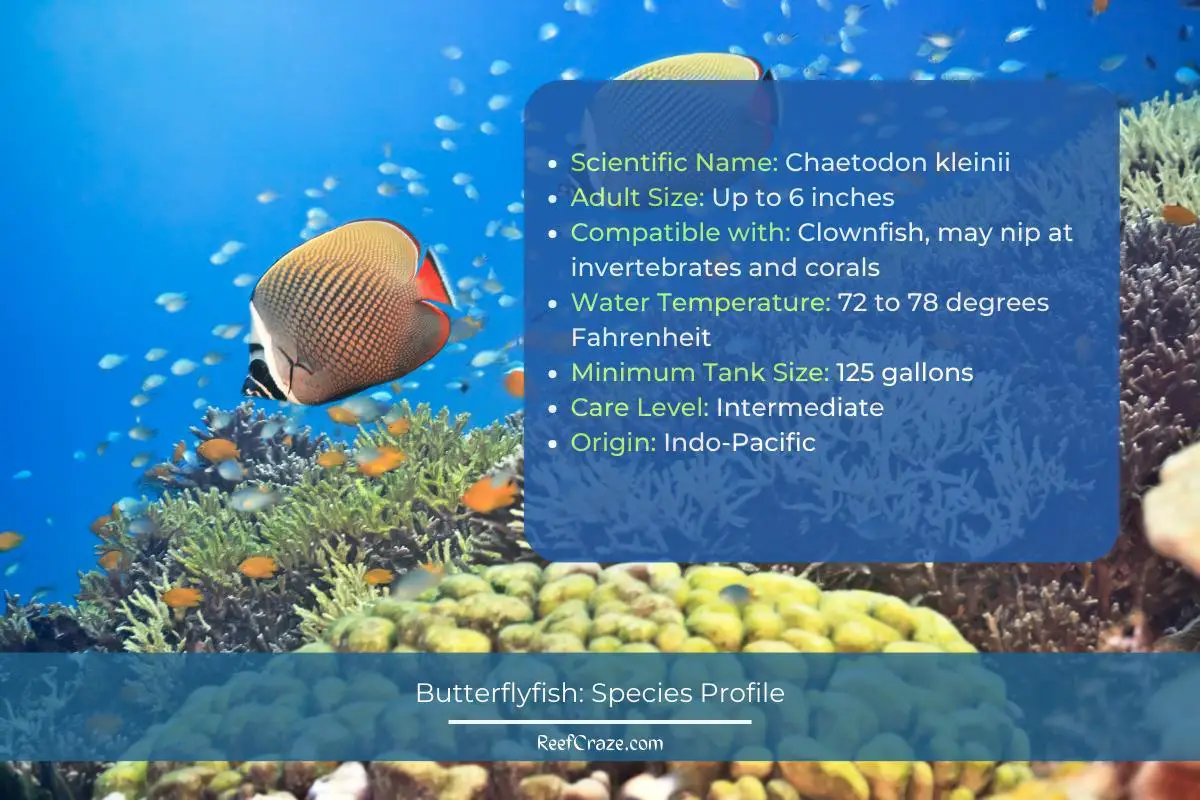 Butterflyfish Species Profile Infographic