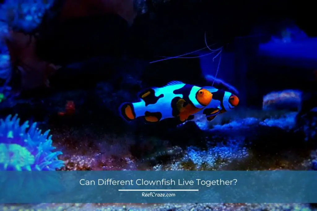 What Size Tank Do Clownfish Need? (A Complete Guide) 2