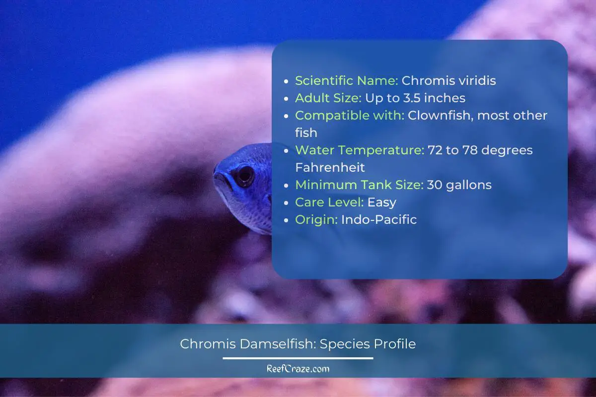 Chromis Damselfish Species Profile Infographic