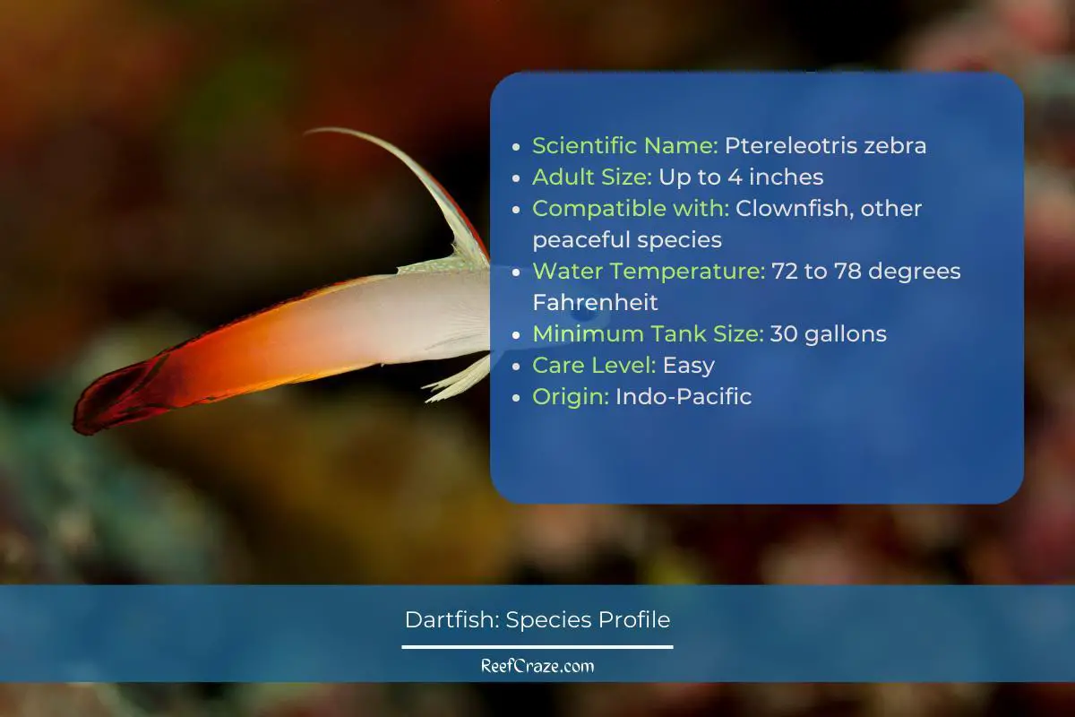 Dartfish Species Profile - infographic