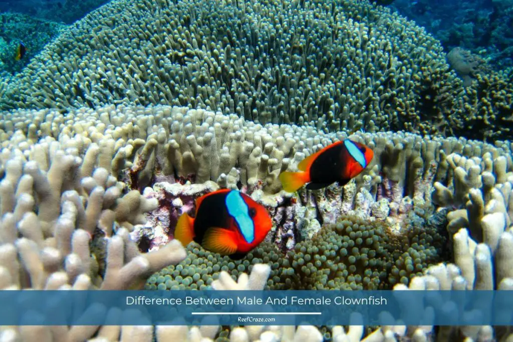 Difference Between Male And Female Clownfish