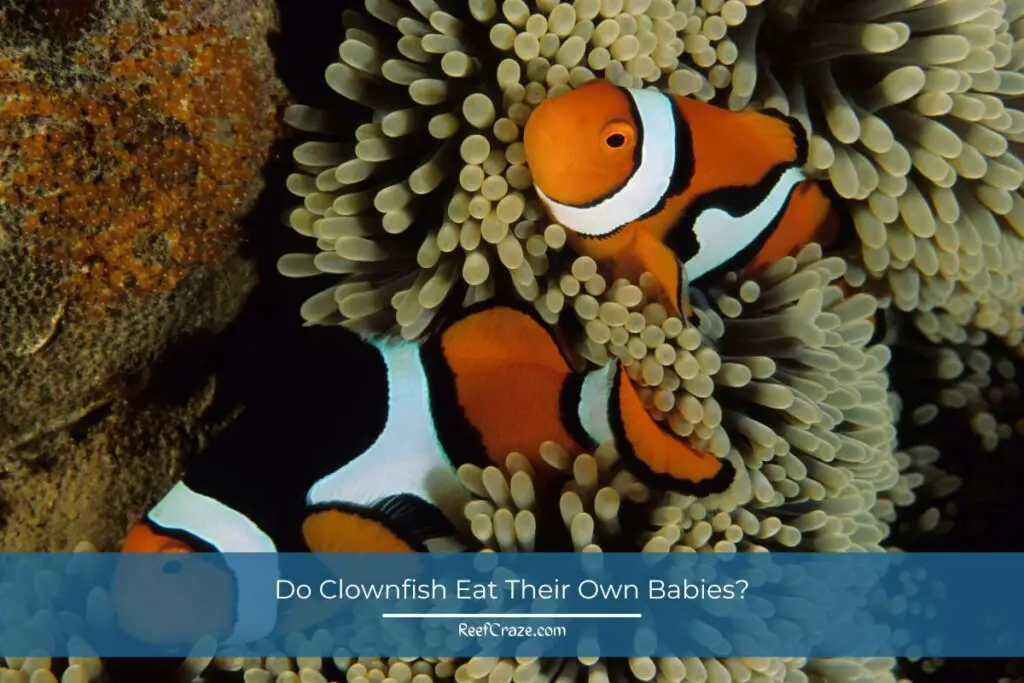 Do Clownfish Eat Their Own Babies