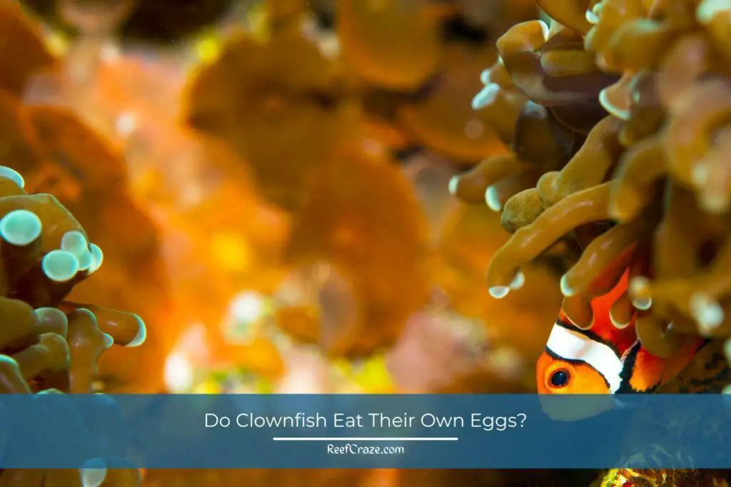 Do Clownfish Eat Their Own Eggs