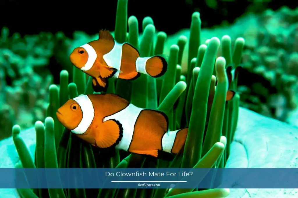 Do Clownfish Mate For Life