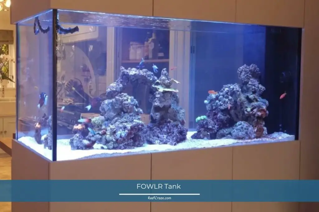 FOWLR tank