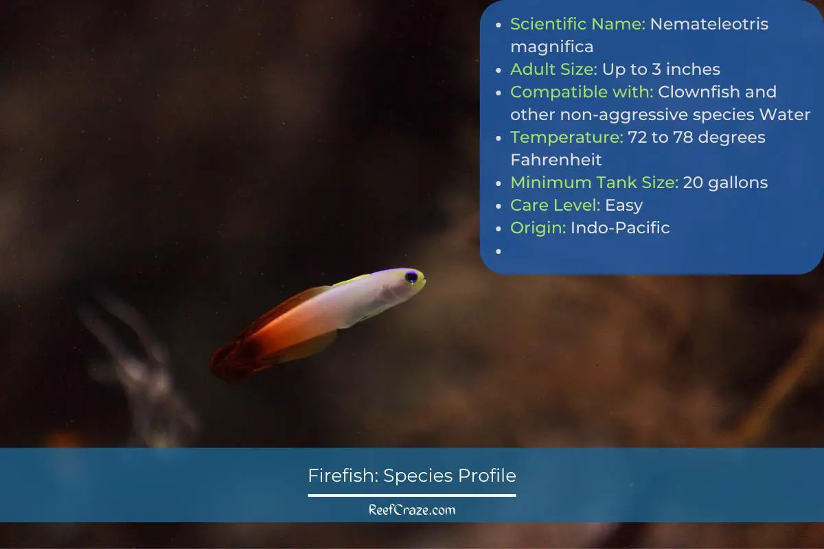 Firefish Species Profile Infographic