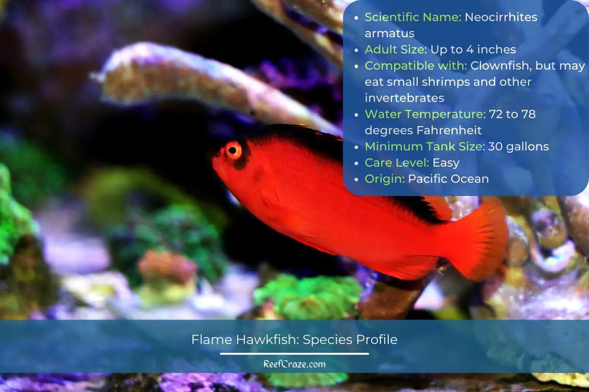Flame Hawkfish Species Profile Infographic