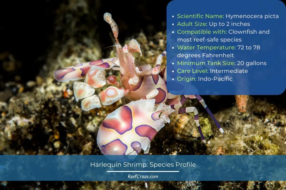 Harlequin Shrimp Species Profile Infographic
